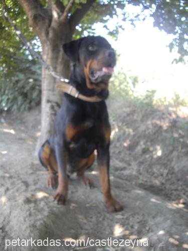 oskar Erkek Rottweiler