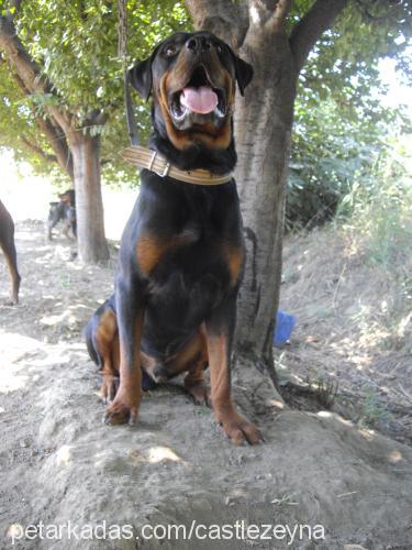 oskar Erkek Rottweiler