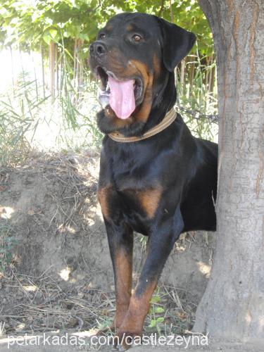 oskar Erkek Rottweiler