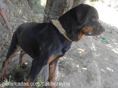 oskar Erkek Rottweiler