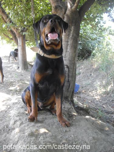 oskar Erkek Rottweiler