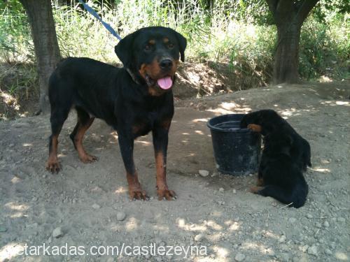 maya Dişi Rottweiler