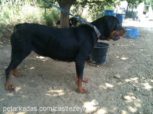 maya Dişi Rottweiler