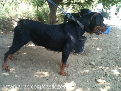 maya Dişi Rottweiler