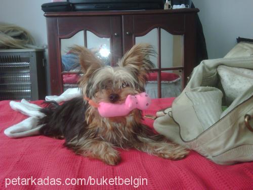 macho Erkek Yorkshire Terrier