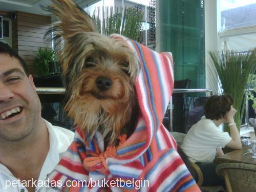 macho Erkek Yorkshire Terrier