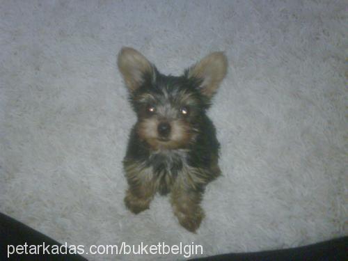 macho Erkek Yorkshire Terrier