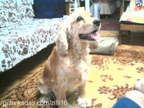 zilli Dişi Amerikan Cocker Spaniel