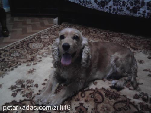 zilli Dişi Amerikan Cocker Spaniel