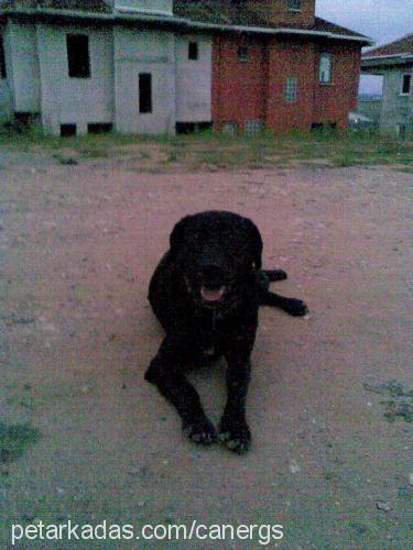 arap Erkek Labrador Retriever