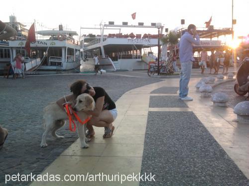 arthur Erkek Golden Retriever