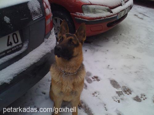 luca Erkek Alman Çoban Köpeği