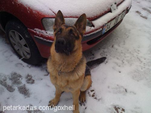 luca Erkek Alman Çoban Köpeği