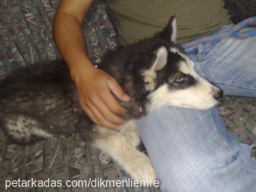 paşa Erkek Sibirya Kurdu (Husky)