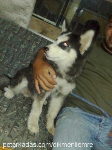 paşa Erkek Sibirya Kurdu (Husky)