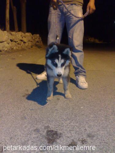 paşa Erkek Sibirya Kurdu (Husky)