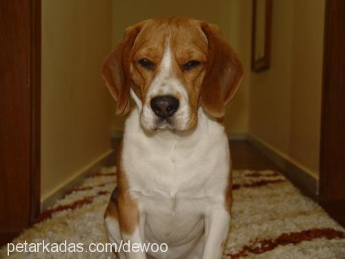 oscar Erkek Beagle