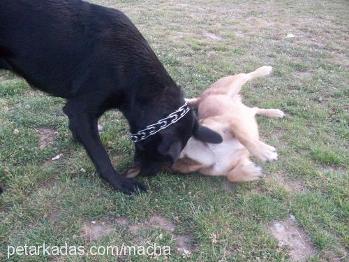 maça Erkek Labrador Retriever