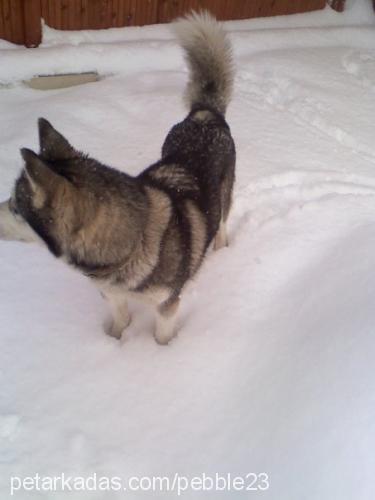 bozo Dişi Sibirya Kurdu (Husky)