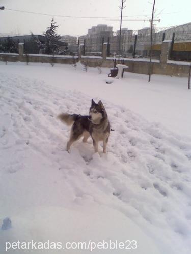 bozo Dişi Sibirya Kurdu (Husky)