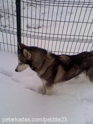 bozo Dişi Sibirya Kurdu (Husky)