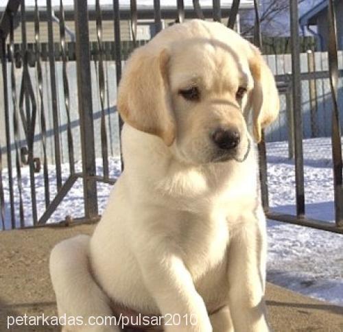 pulsar Erkek Labrador Retriever