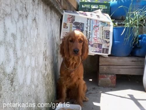 gofi Erkek İngiliz Cocker Spaniel