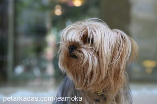 zeyna Dişi Yorkshire Terrier