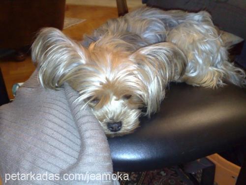 zeyna Dişi Yorkshire Terrier