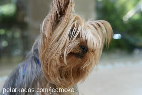 zeyna Dişi Yorkshire Terrier