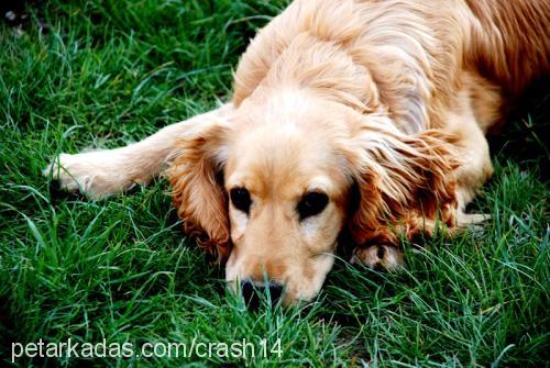 şeker Dişi İngiliz Cocker Spaniel