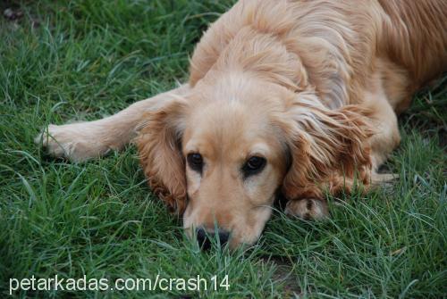 şeker Dişi İngiliz Cocker Spaniel