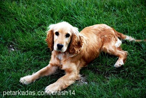 şeker Dişi İngiliz Cocker Spaniel