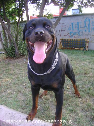 zeus Erkek Rottweiler