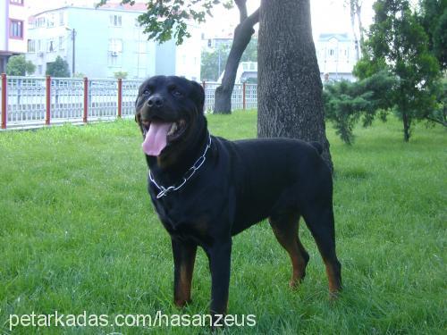 zeus Erkek Rottweiler