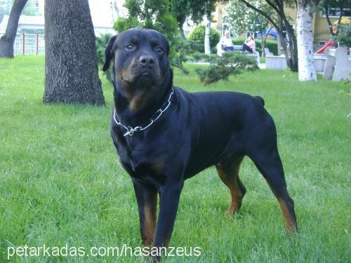 zeus Erkek Rottweiler