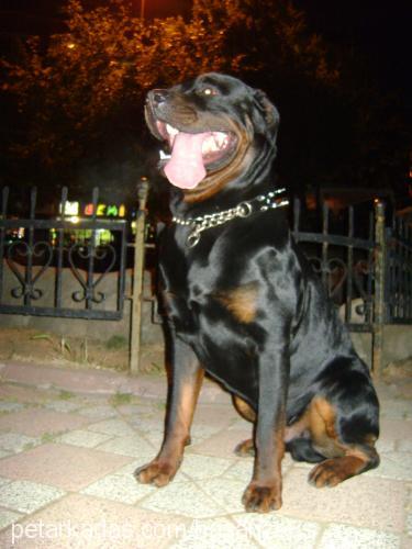 zeus Erkek Rottweiler