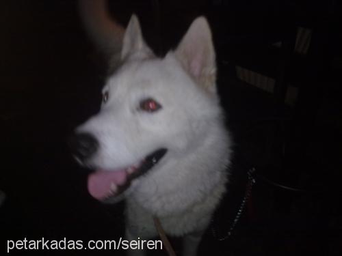 jeffer Erkek Sibirya Kurdu (Husky)