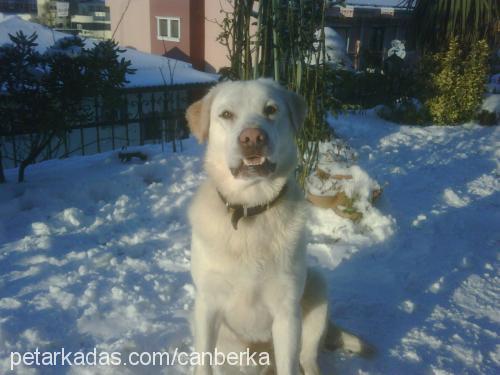 pato Erkek Labrador Retriever