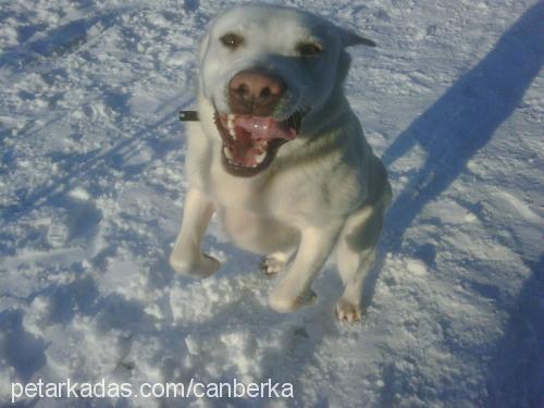 pato Erkek Labrador Retriever