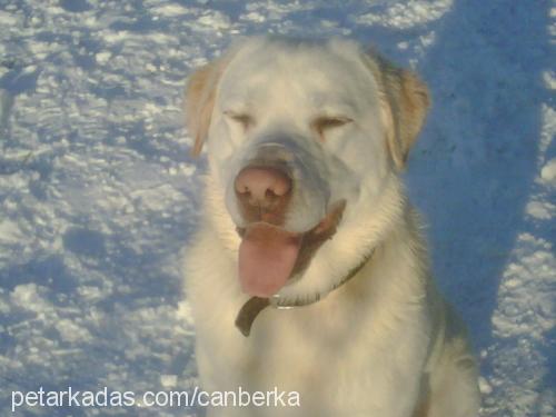 pato Erkek Labrador Retriever