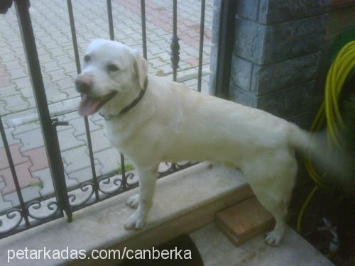 pato Erkek Labrador Retriever