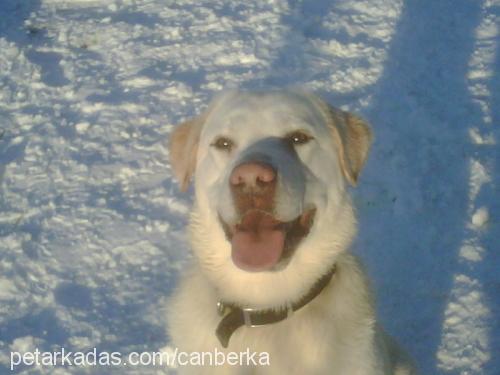 pato Erkek Labrador Retriever