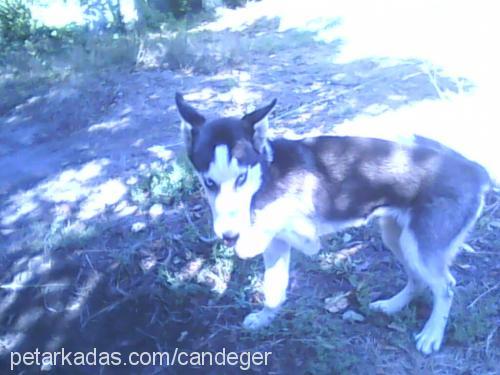 asena Dişi Sibirya Kurdu (Husky)