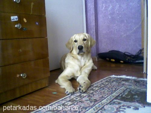 tarçın Dişi Golden Retriever