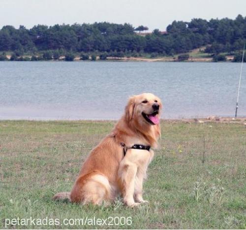 alex Erkek Golden Retriever