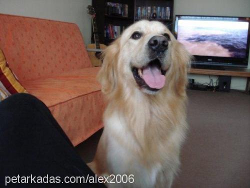 alex Erkek Golden Retriever