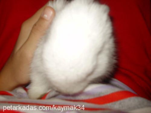 kaymak Erkek 