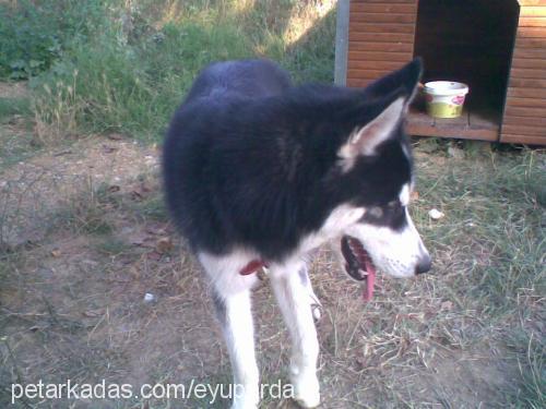 ice Erkek Sibirya Kurdu (Husky)