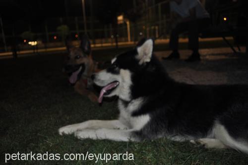 ice Erkek Sibirya Kurdu (Husky)